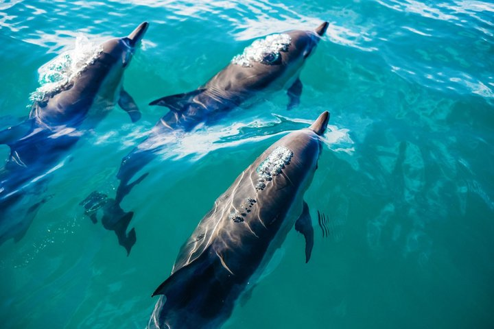 Key West: Dolphin Watching cruise & Snorkeling unlimited beer & soda - Photo 1 of 12